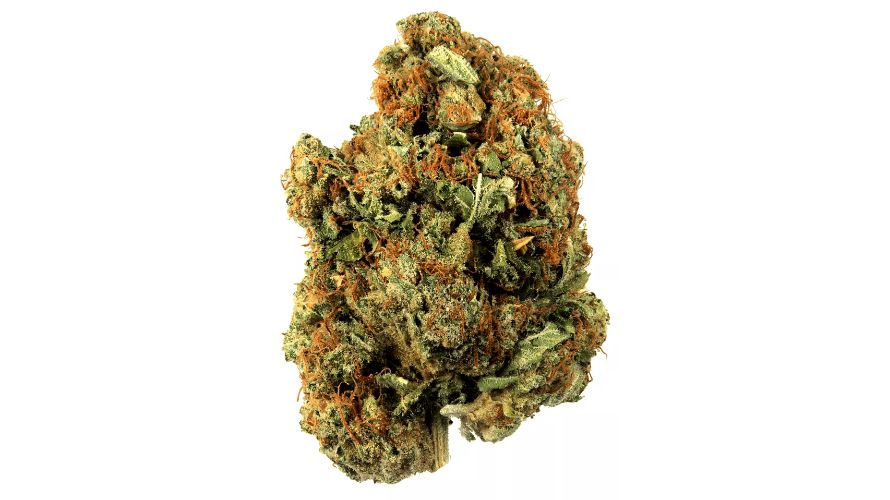 Wifi OG has dense, compact buds tinged with light green hues. The buds have a spade-like shape, which contributes to their unique appeal. 