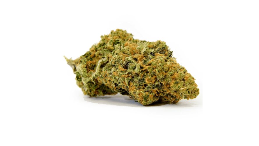 Mango Haze has beautiful compact buds with a deep forest green colour. The buds are covered by orange hairs and a thick layer of trichomes. 