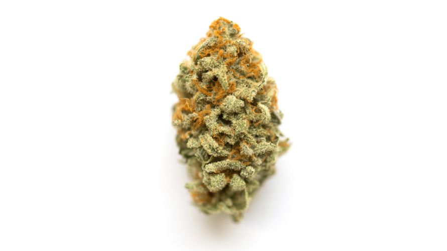 The Meat Breath weed strain has a strong genetic background that, combined with its high THC level and unique aroma and flavour, gives it a significant head start.