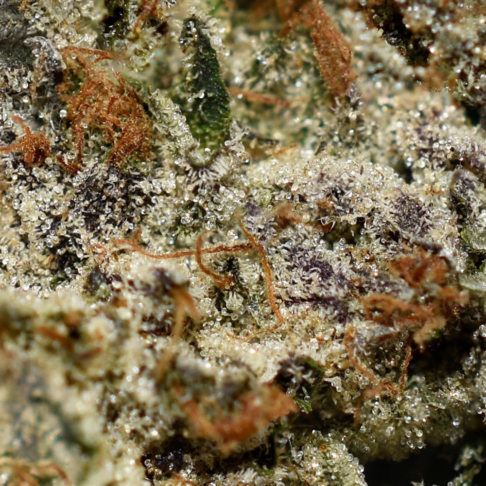 Mike Tyson AAAA+ Trichomes