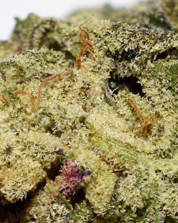 Strawberry Fritter AA Trichomes