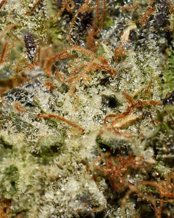 Supreme Gas Mask AAAA+ Trichomes