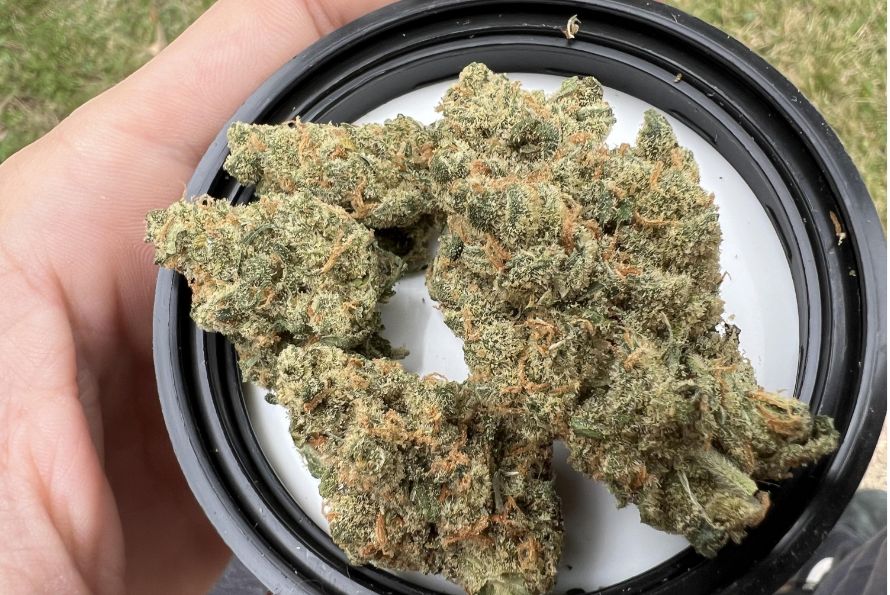 Buy the Wifi OG strain at Chronic Farms and experience a potent Indica hit. Read more in this guide to find out why Wifi OG is the real deal.