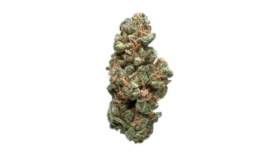 Lambs Breath contains between 16 to 21 percent THC, but sometimes this percentage can climb higher (especially if you order it from a credible online dispensary).