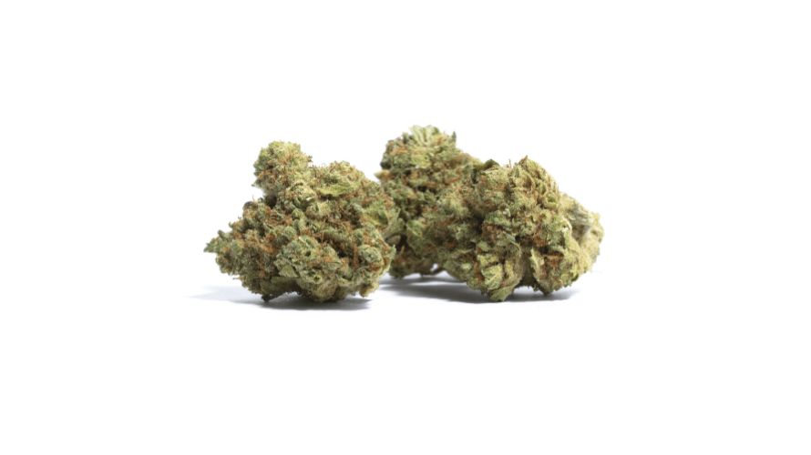 Mango Haze is a popular and cherished strain for its fruity aroma and tasty flavours, delivering balanced effects. 