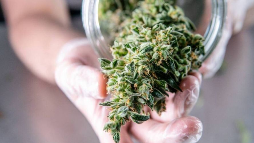 Chronic Farms, the cheapest online dispensary in Canada, is your one-stop shop for BC bud online. 