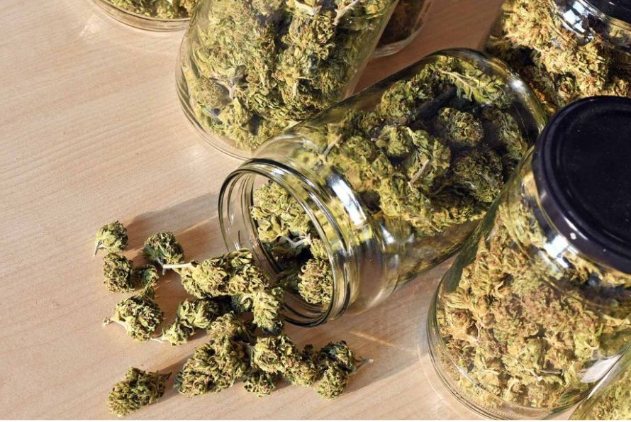 Buying pot in Canada can be challenging, but you don't need to struggle. Learn the art of buying weed online with just simple steps. Read article!