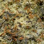 Cereal Milk AAA Trichomes