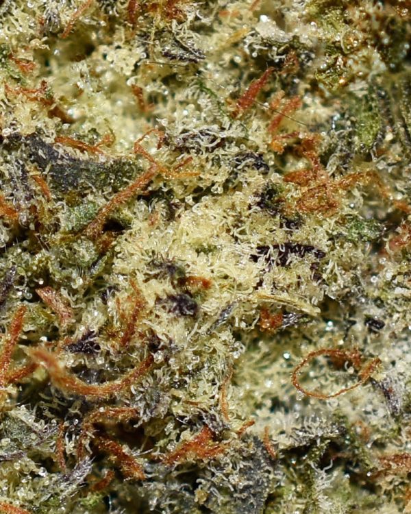 Cereal Milk AAA Trichomes