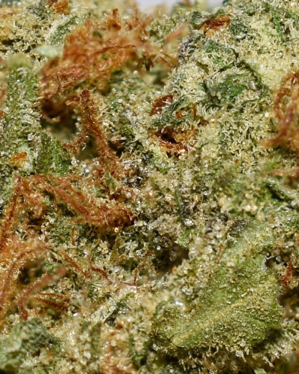 Duke Nukem AA Trichomes