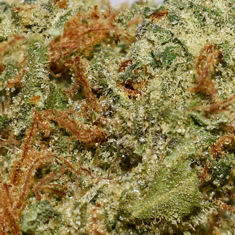 Duke Nukem AA Trichomes