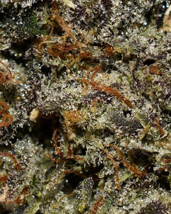 Purple Kush AAAA+ Trichomes