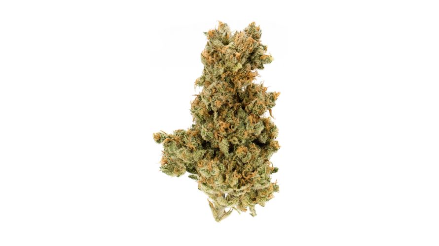 AK-47 weed buds are oversized, spade-shaped, and densely built. The buds are light green with lots of bright orange pistils threading the nugs.