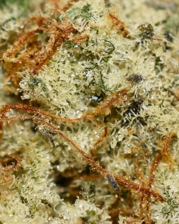 Banana Sherbert AAA Trichomes