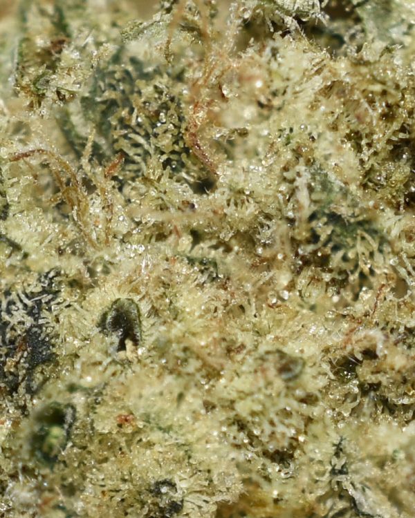 Banana Split AA Trichomes