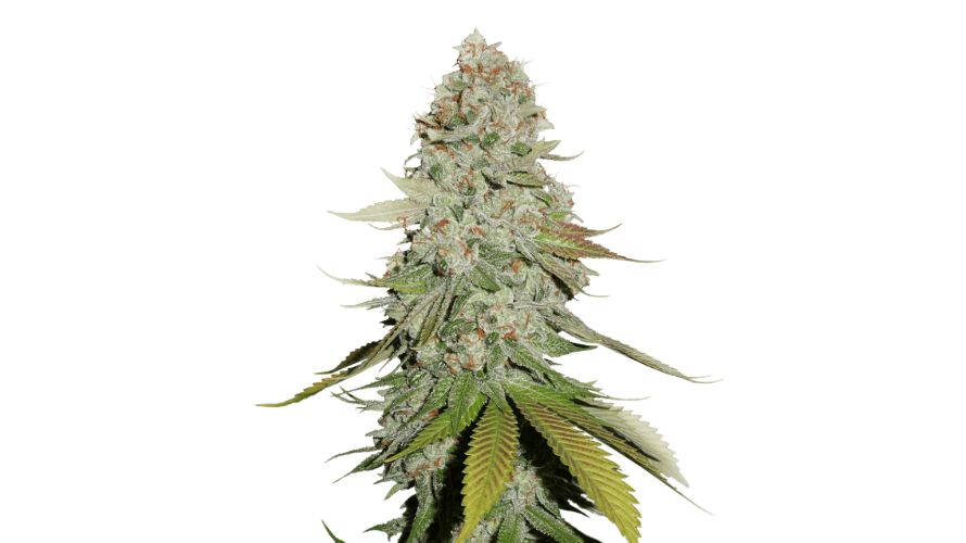 Gorilla Glue weed is also a popular name in the medical sector. It can aid in managing various therapeutic conditions that patients are struggling with. 