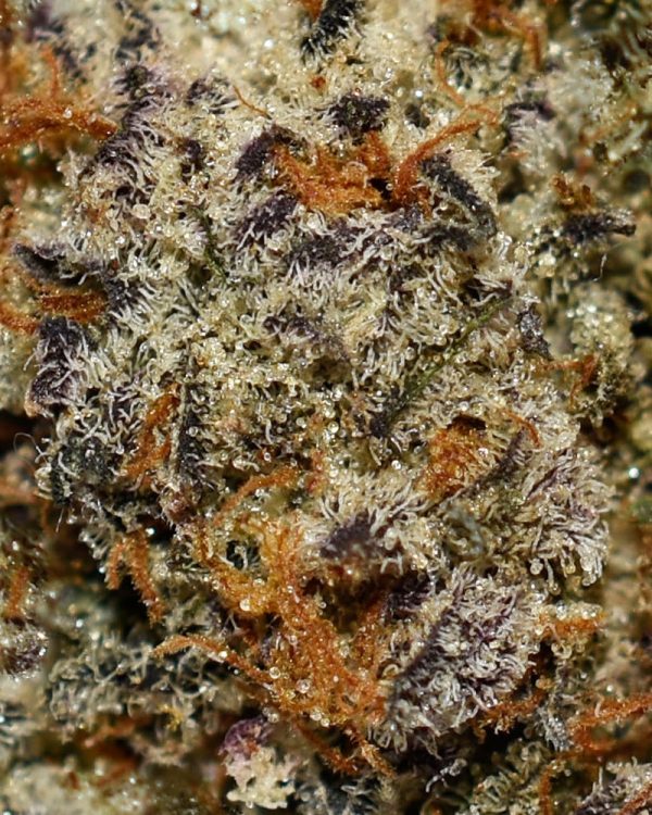 Ghost Train Haze AAA Trichomes