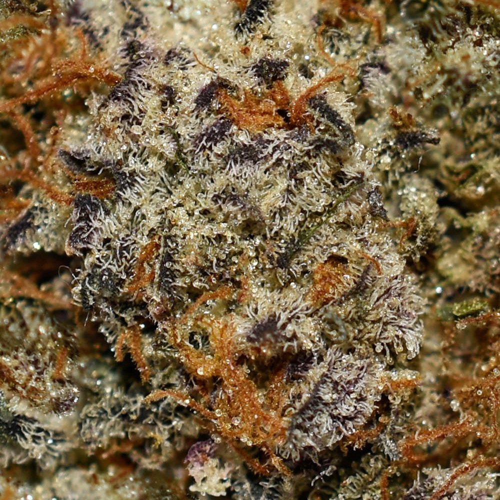 Ghost Train Haze AAA Trichomes