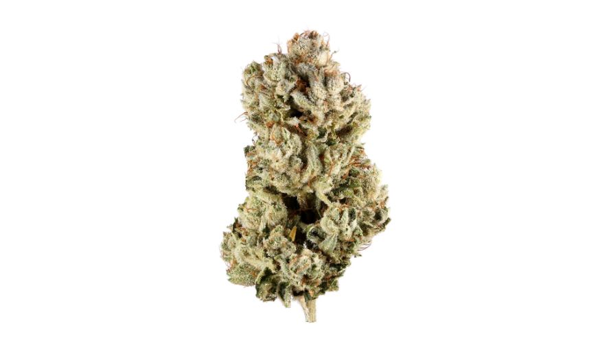 This strain is a product of decades of combined cannabis breeding, knowledge, and experience from two American veteran breeders, Lone Warty and Joesy Whales of GG Genetics. 