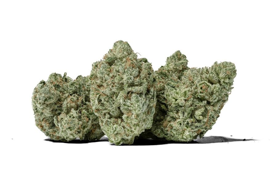 Gorilla Glue weed is a true definition of potency, aromatic and flavourful. Here's what you need to know before you try out this new school cultivar. 