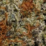 Guava Dawg AA Trichomes