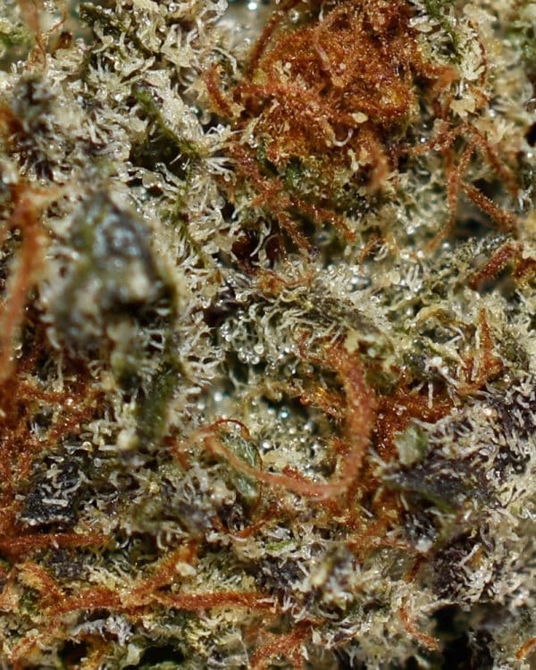 Guava Dawg AA Trichomes