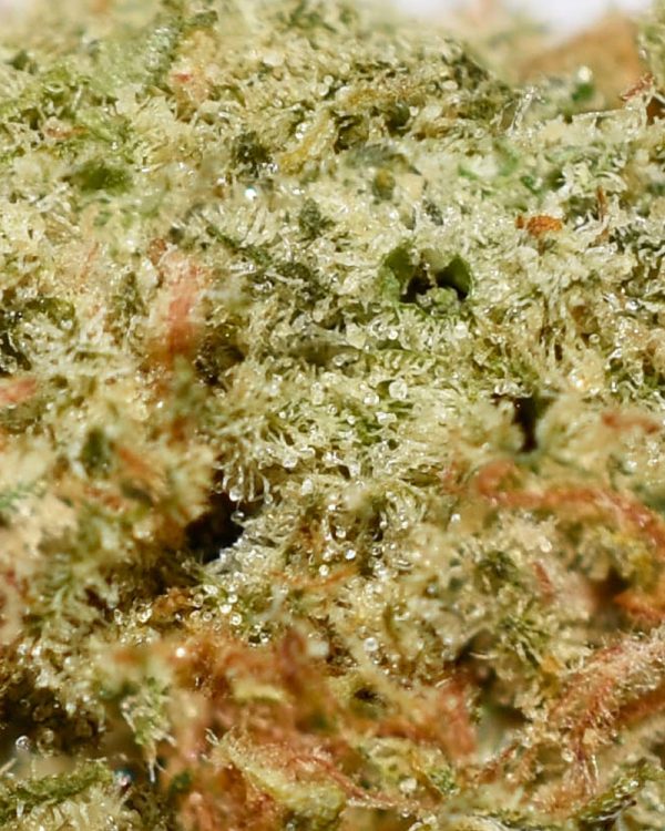 Headband OG AAA Trichomes