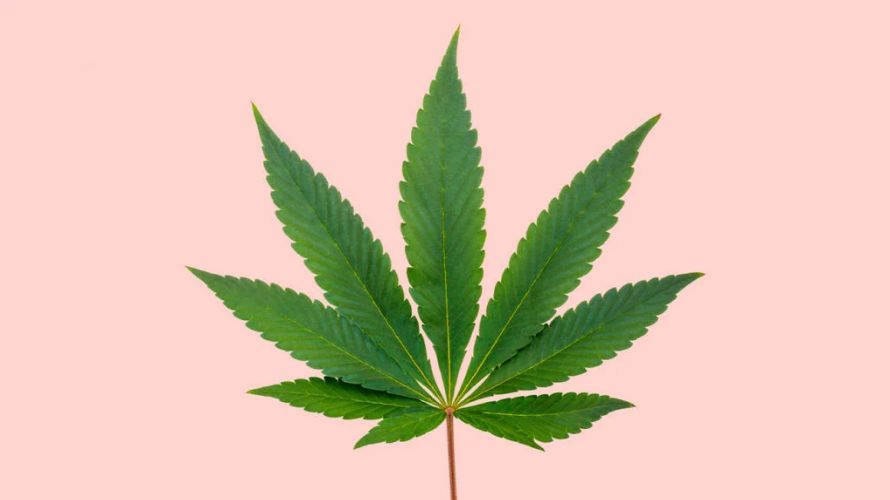 Cannabis indica strains have higher levels of CBD than sativas. They also have higher levels of the terpene myrcene, the most common terpene in cannabis. 