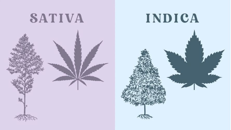 How does indica bud compare to the other primary cannabis types? Indica and sativa weed strains vary both physically and in effects. 