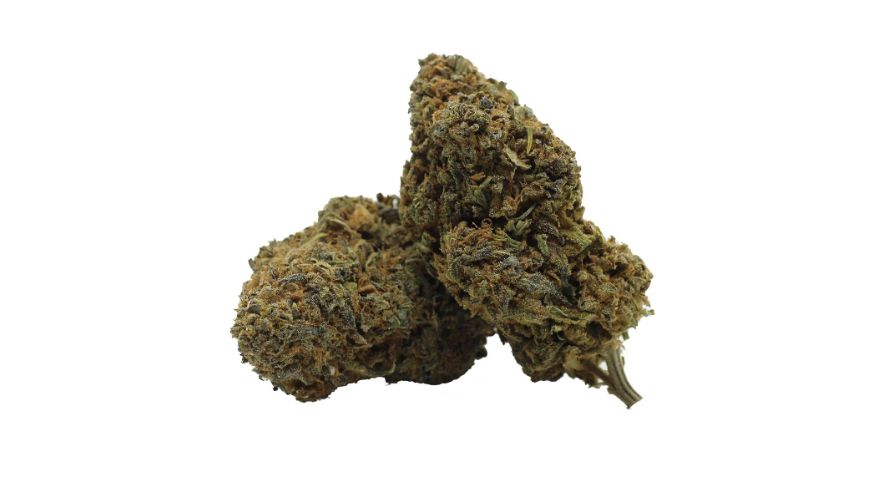 Yes, beginners can also experience the thrill of the Mataro Blue strain, but with enhanced caution and mindfulness. Buy cannabis online from a respected dispensary such as Chronic Farms for the safest, pesticide-free products in Canada. 