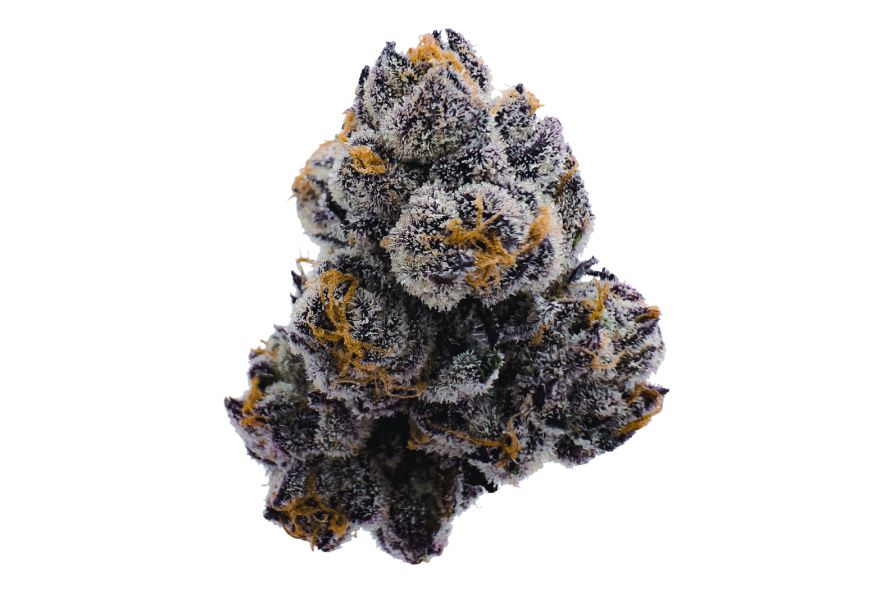 Mataro Blue strain is a bud of Spanish origin that will make you feel couch-locked & happy. What else can you expect from Mataro Blue? Read blog.