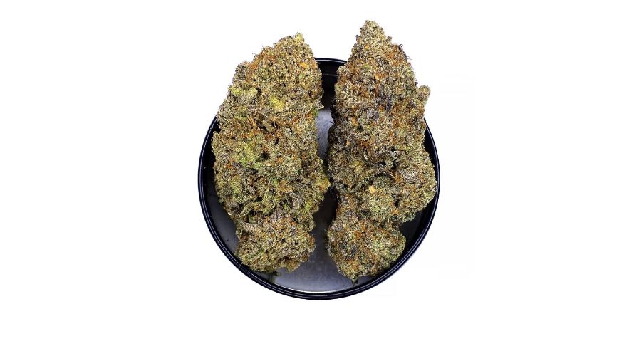 Indica strains grow short and bushy and produce dense, compactly built nugs. They are also covered in a heavy blanket of trichomes and resin.