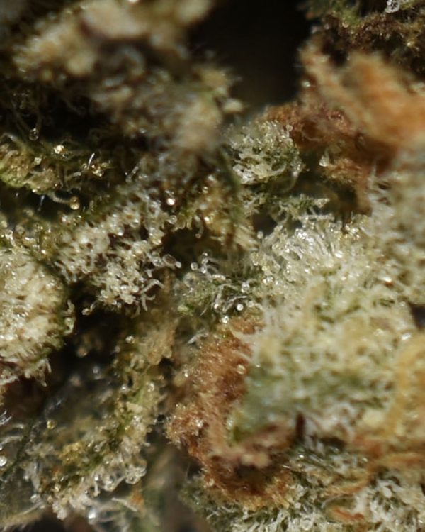 Tropic Thunder AAA Trichomes