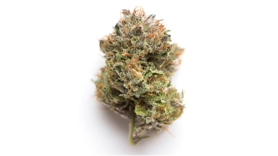 Wondering what makes Gelato pot so special? To fully understand the importance of the Gelato strain, we have to look at how it came to be and its genetic background.