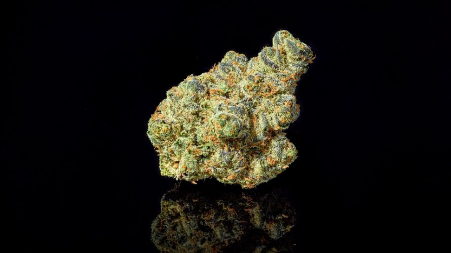 This strain’s most prominent parent bud is the classic Animal Cookies. Animal Cookies is an indica-dominant hybrid with a 75% indica to 25% sativa ratio.