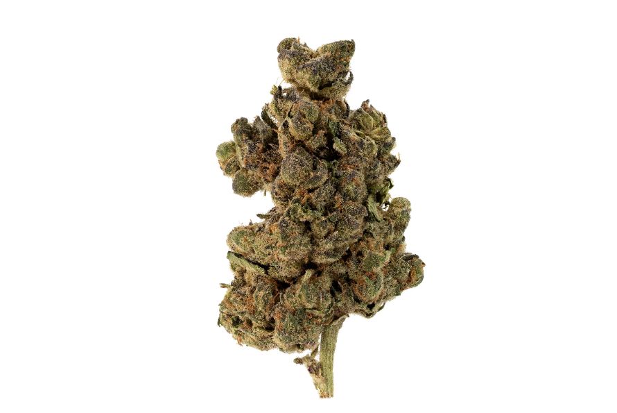 Is the Apple Fritter strain worth buying in Canada? Learn more about this impressive bud in our Apple Fritter strain review and determine if it's worth.