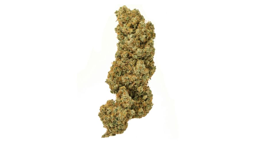 Gorilla Glue is a valuable addition to your list of cannabis favourites you’ve been missing. 