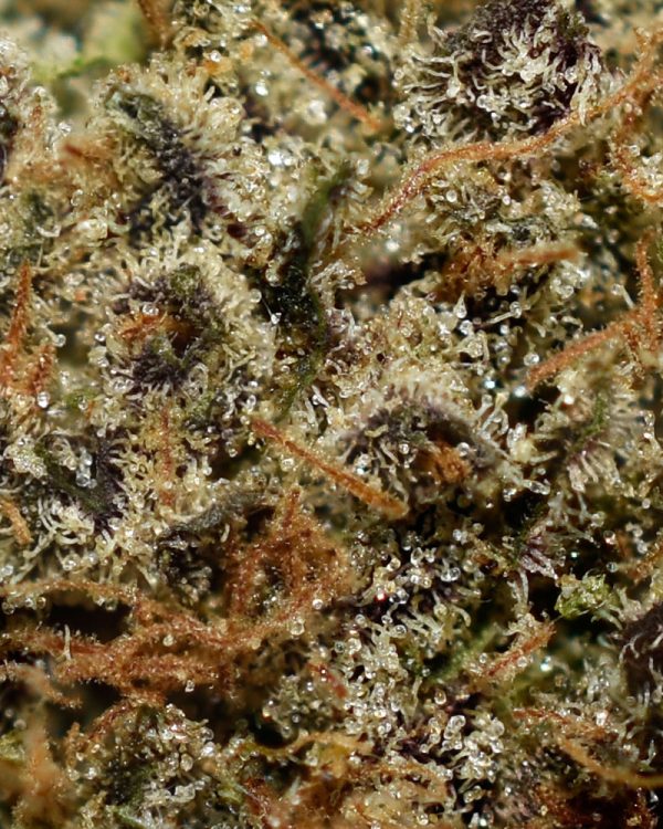 Galactic Runtz AAA Trichomes