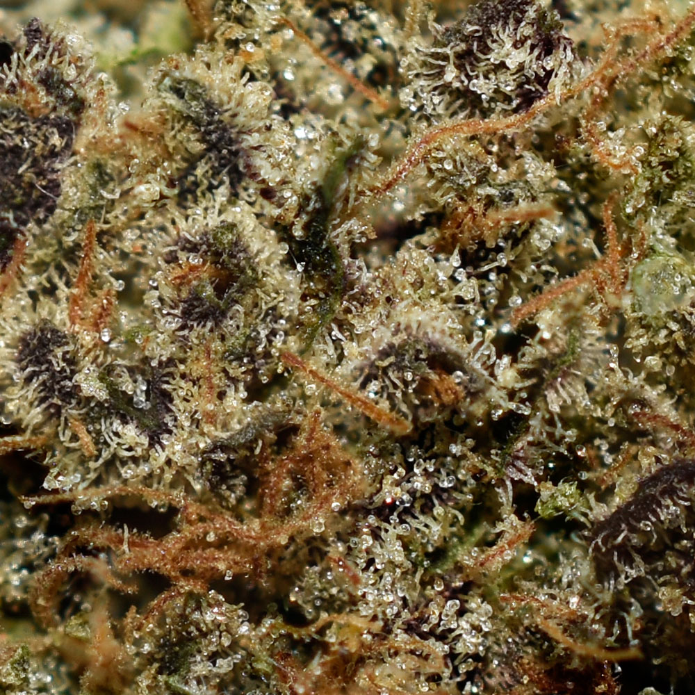 Galactic Runtz AAA Trichomes