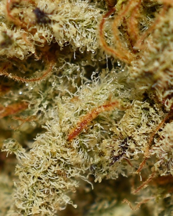 Ice Wine A Trichomes