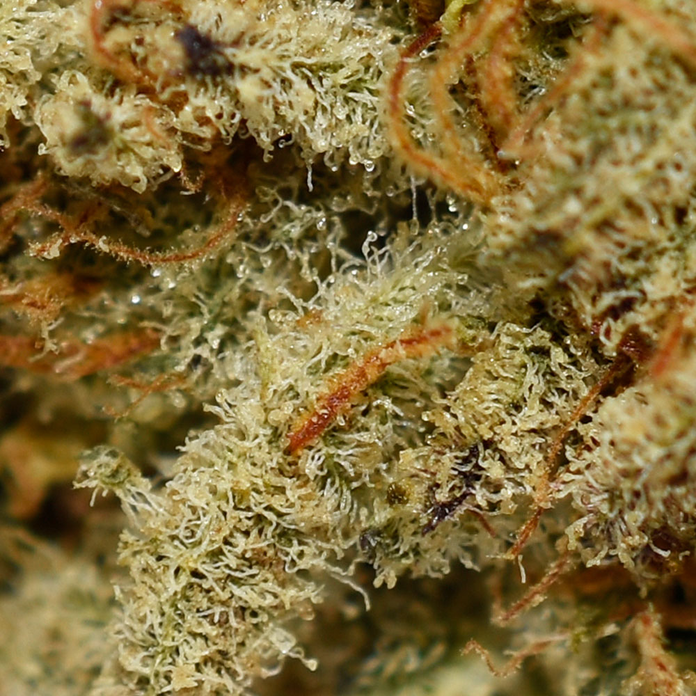 Ice Wine A Trichomes