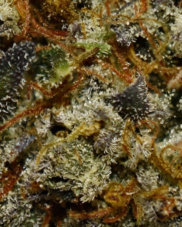 Jet Fuel AA Trichomes