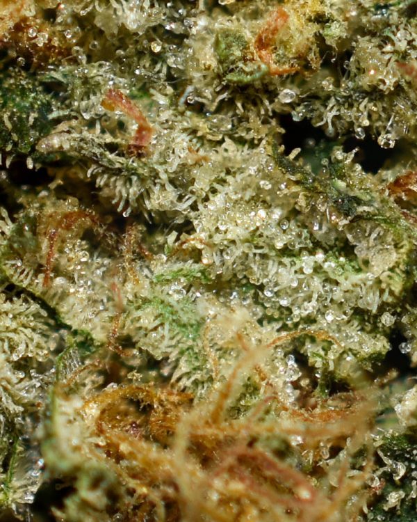 Kosher Kush AAA Trichomes