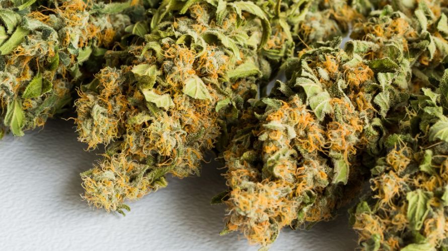 One of the major benefits of Indica strains is pain relief. These strains contain cannabinoids such as THC and CBD that interact with the endocannabinoid system to alleviate pain. 