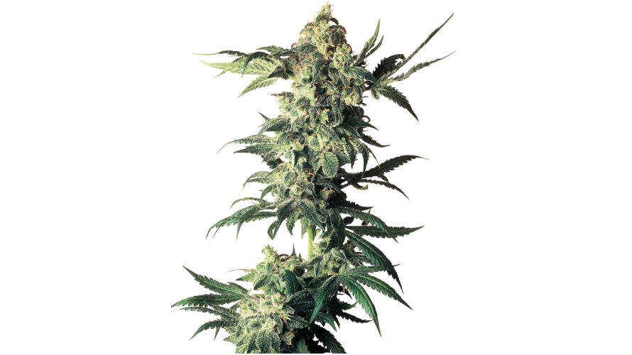 Northern Lights weed is one of the most popular and beloved strains in our cannabis collection. 