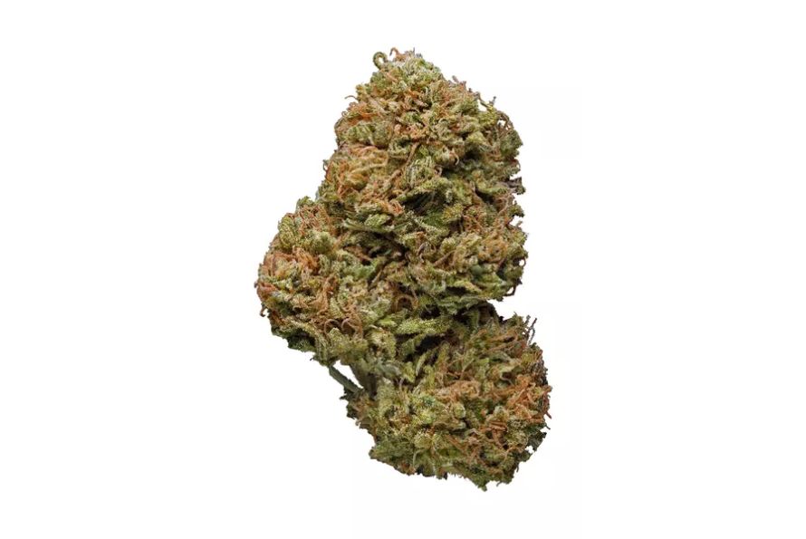 Explore the iconic Amnesia Haze strain, learn about its origins, effects & why it’s a must-try for cannabis lovers who buy weed online in Canada.