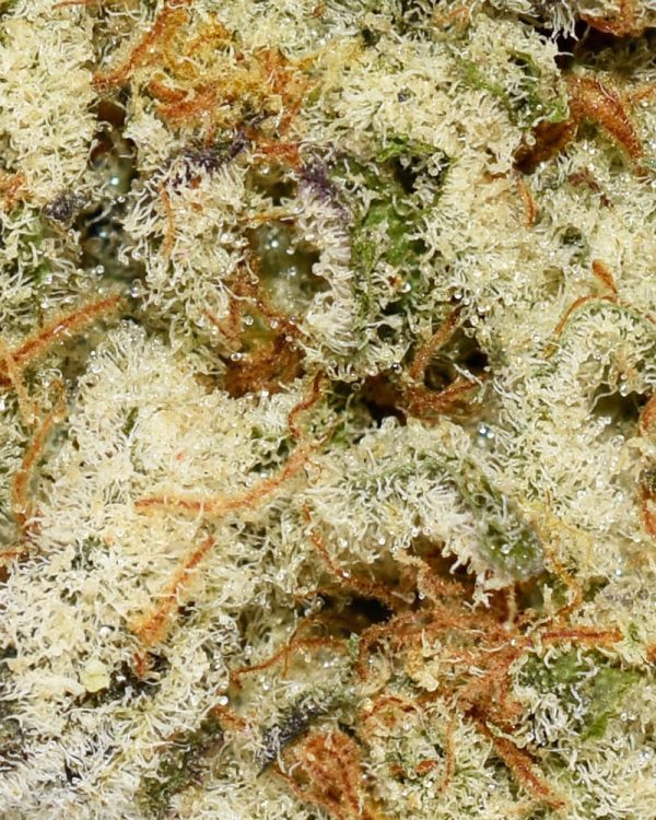 Biscotti Dough AAA Trichomes