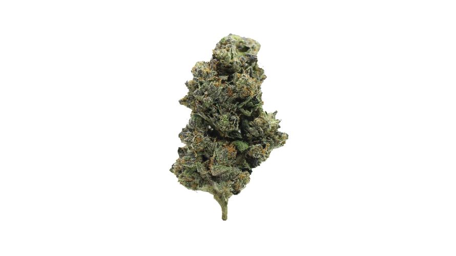 Based on a King Kong strain review, this bud tastes fresh, skunky, and woody. The herbal notes have a strong presence, while some people also detect a slight tanginess (probably from the Limonene content).