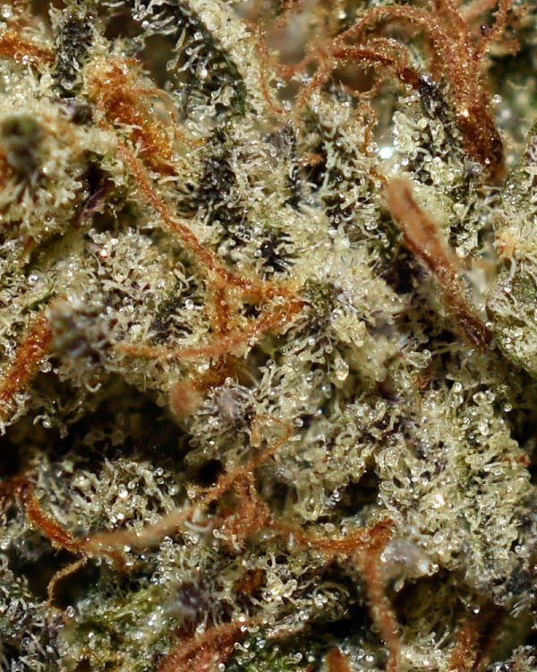 Pink Panther AAA Trichomes