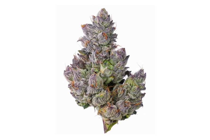 Explore the Purple Haze strain. Learn about its unique history, aroma, flavour, uplifting effects and discover why it’s still so popular five decades later.